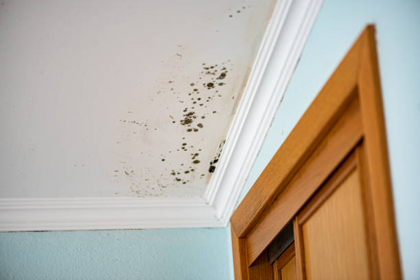 Best Residential Mold Removal  in Dover, NJ