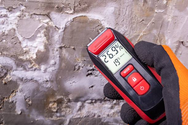 Best Mold Cleaning Services  in Dover, NJ