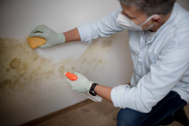 Best Home Mold Removal  in Dover, NJ