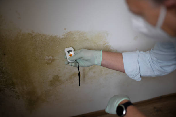 Best Professional Mold Removal  in Dover, NJ