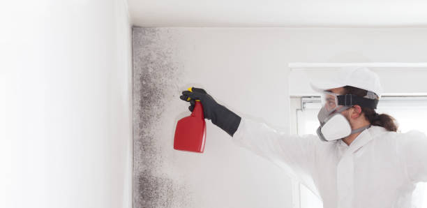 Best Toxic Mold Removal  in Dover, NJ