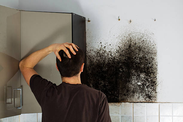 Best Same-Day Mold Removal  in Dover, NJ