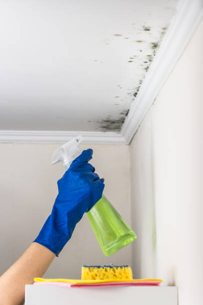 Best Certified Mold Removal  in Dover, NJ